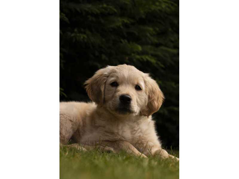 golden-retriever-puppies-near-nashville-small-0