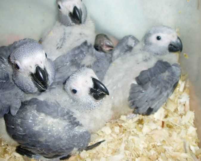 parrots-and-parrots-eggs