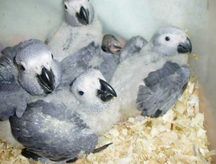 parrots-and-parrots-eggs-big-0