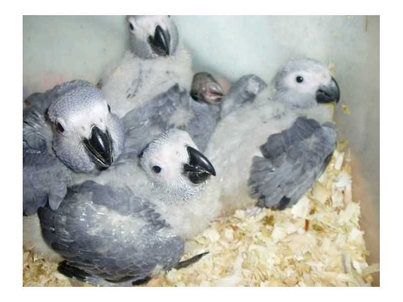 parrots-and-parrots-eggs-small-0