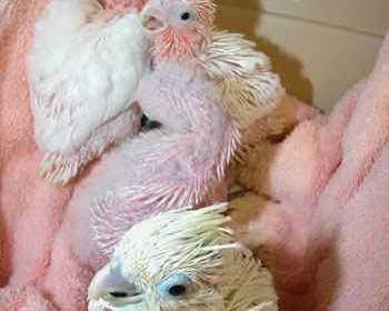 we-have-beautifull-male-and-female-umbrella-cockatoos-for-sale