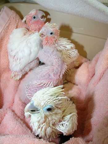 we-have-beautifull-male-and-female-umbrella-cockatoos-for-sale-big-0