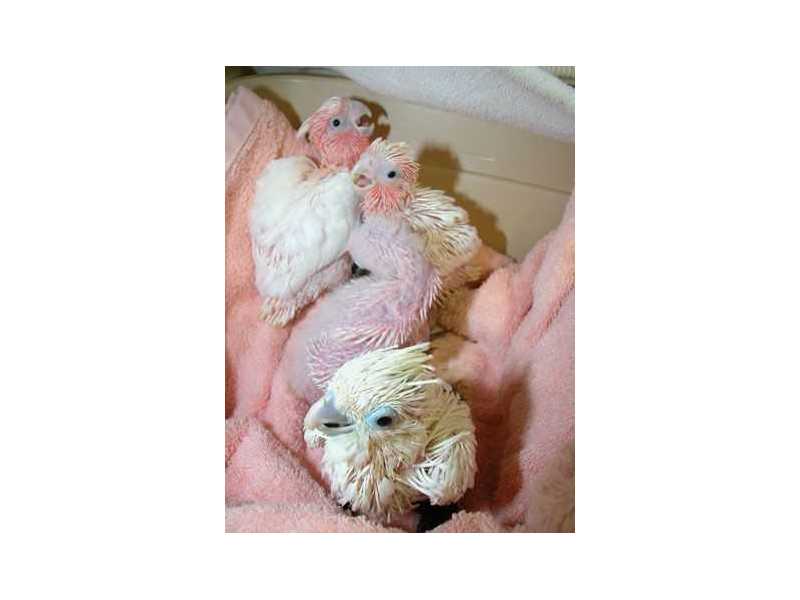 we-have-beautifull-male-and-female-umbrella-cockatoos-for-sale-small-0