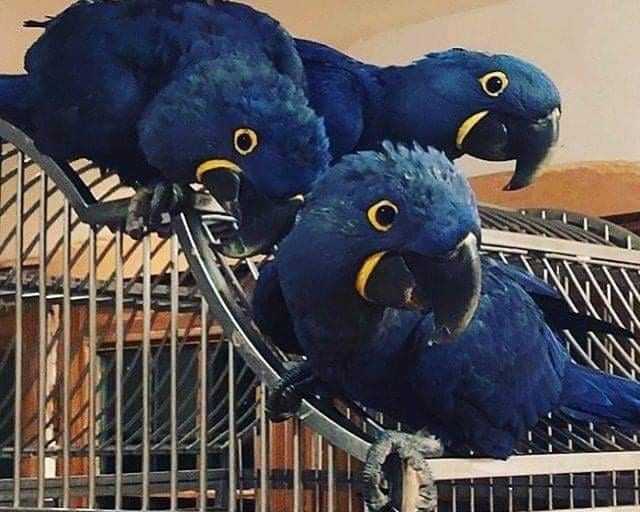 a-bonded-pair-of-hyacinth-macaw