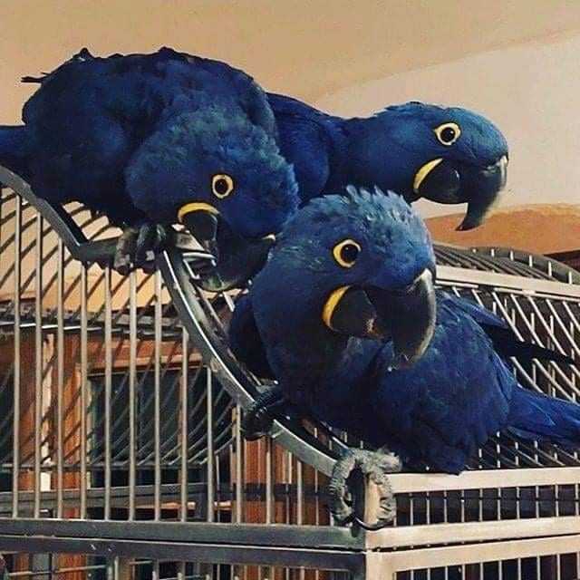 a-bonded-pair-of-hyacinth-macaw-big-0