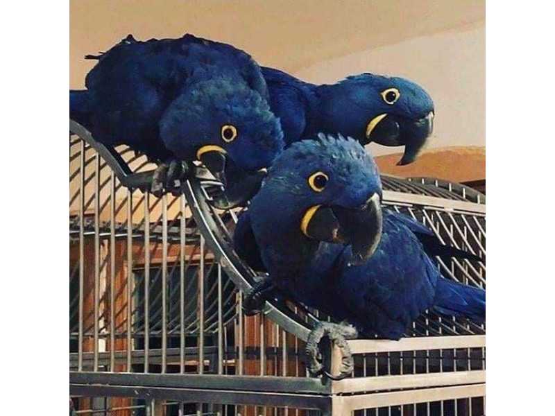 a-bonded-pair-of-hyacinth-macaw-small-0