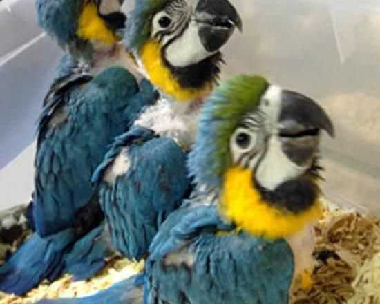 male-and-female-blue-and-gold-macaw