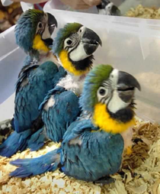 male-and-female-blue-and-gold-macaw-big-0