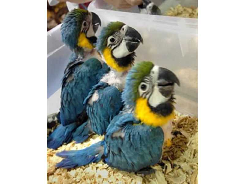 male-and-female-blue-and-gold-macaw-small-0
