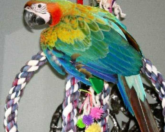 beautiful-and-talking-hahns-macaw
