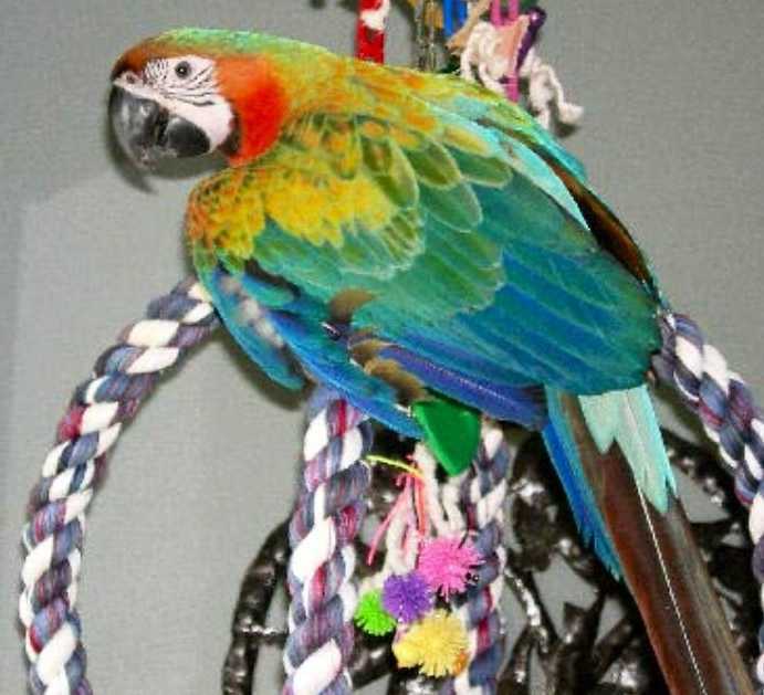 beautiful-and-talking-hahns-macaw-big-0