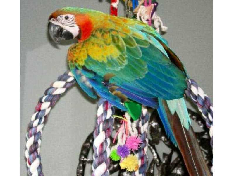 beautiful-and-talking-hahns-macaw-small-0