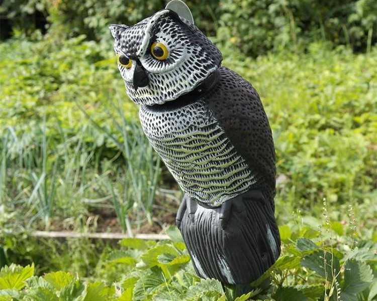 sustainable-garden-protection-solutions-organic-pest-control-for-garden