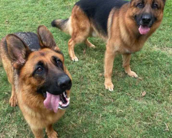 black-and-red-german-shepherd-puppies-for-sale-near-you