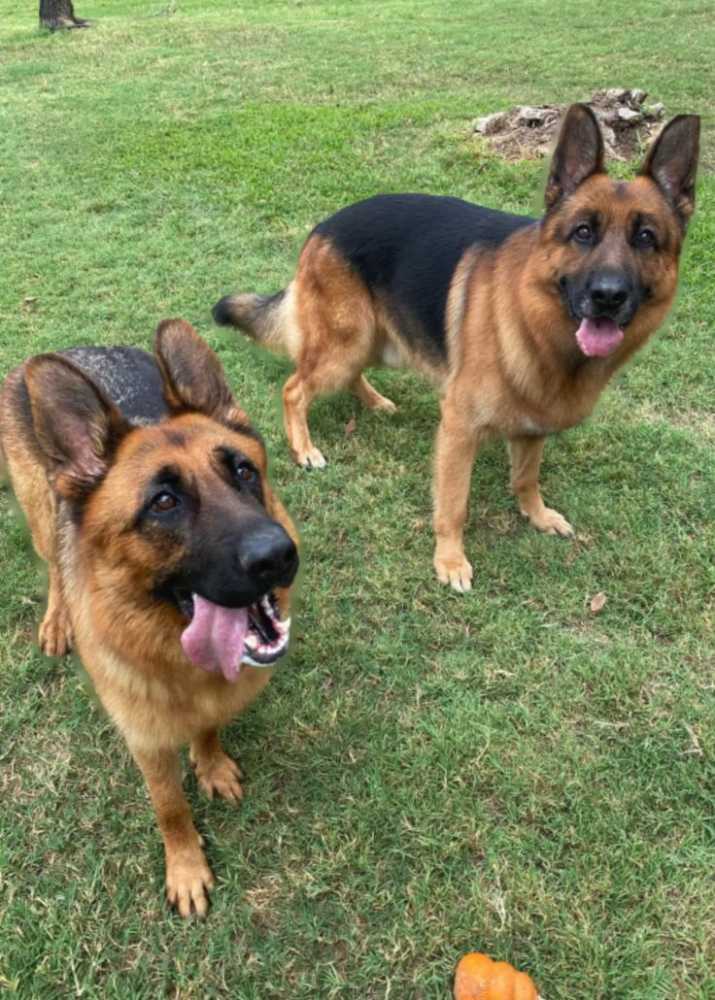 black-and-red-german-shepherd-puppies-for-sale-near-you-big-0