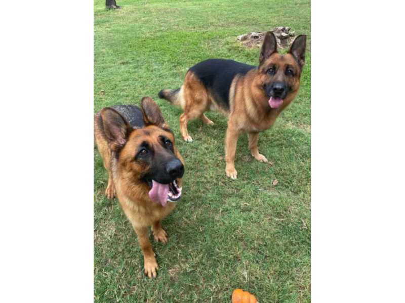 black-and-red-german-shepherd-puppies-for-sale-near-you-small-0