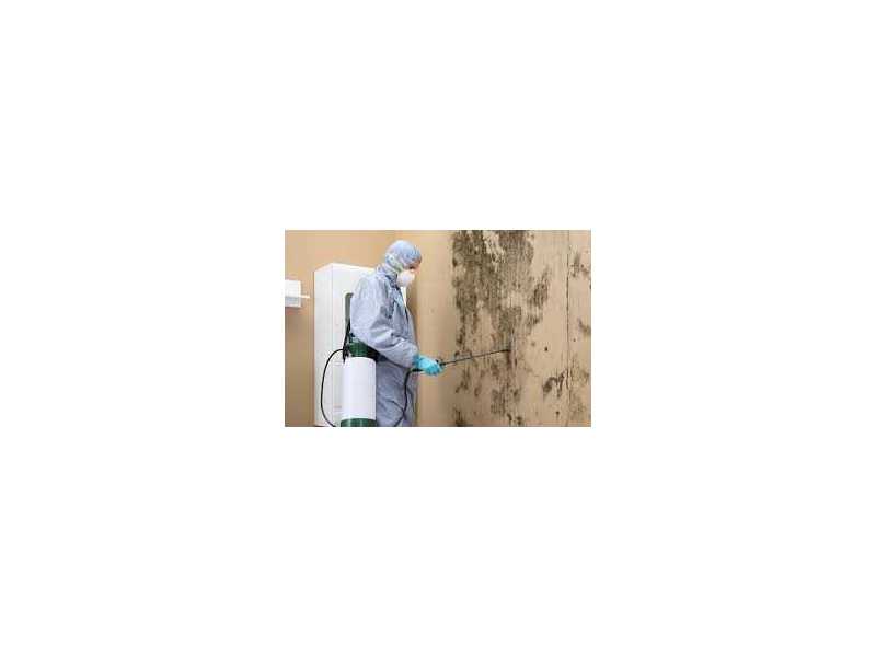 mold-solutions-home-services-indiana-mold-remediation-indy-small-0