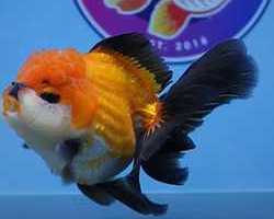 buy-goldfish-online
