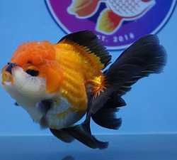 buy-goldfish-online-big-0