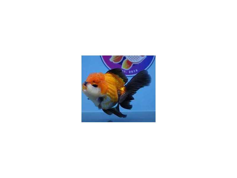 buy-goldfish-online-small-0