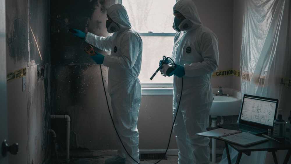 mold-violation-new-york-big-0