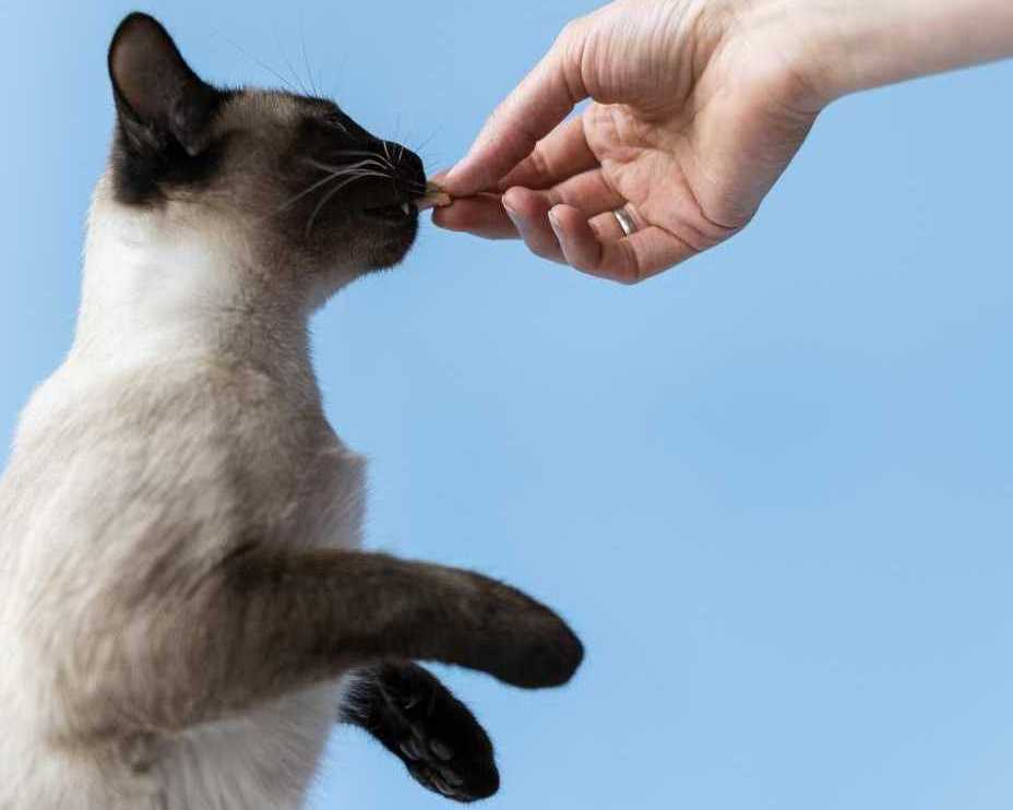 20-off-best-cat-behavioral-treatments