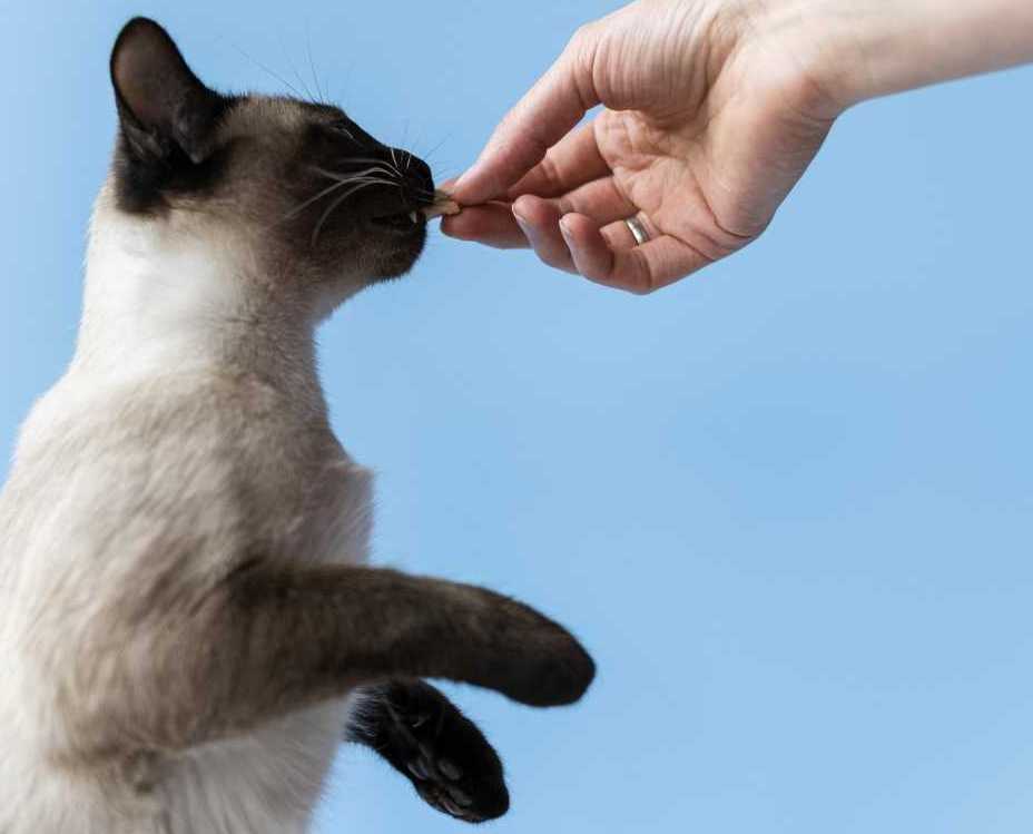 20-off-best-cat-behavioral-treatments-big-0