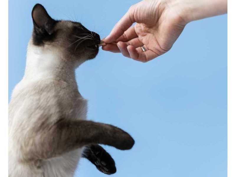 20-off-best-cat-behavioral-treatments-small-0