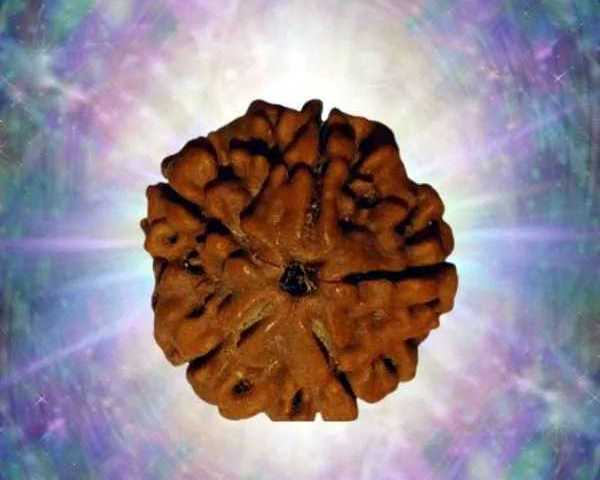 buy-original-panchmukhi-rudraksha-for-peace-protection-spiritual-growth