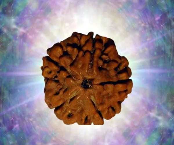 buy-original-panchmukhi-rudraksha-for-peace-protection-spiritual-growth-big-0