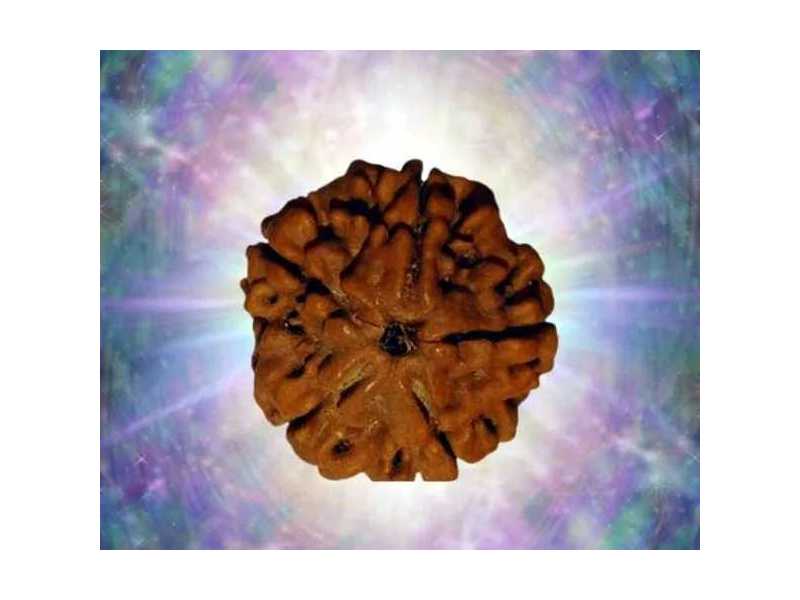 buy-original-panchmukhi-rudraksha-for-peace-protection-spiritual-growth-small-0