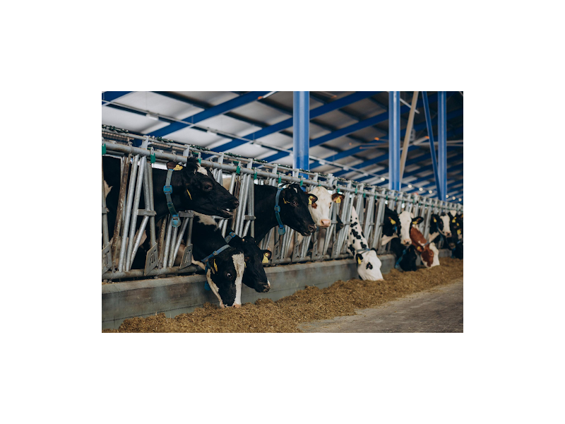 premium-grass-fed-beef-direct-from-the-ranch-small-1