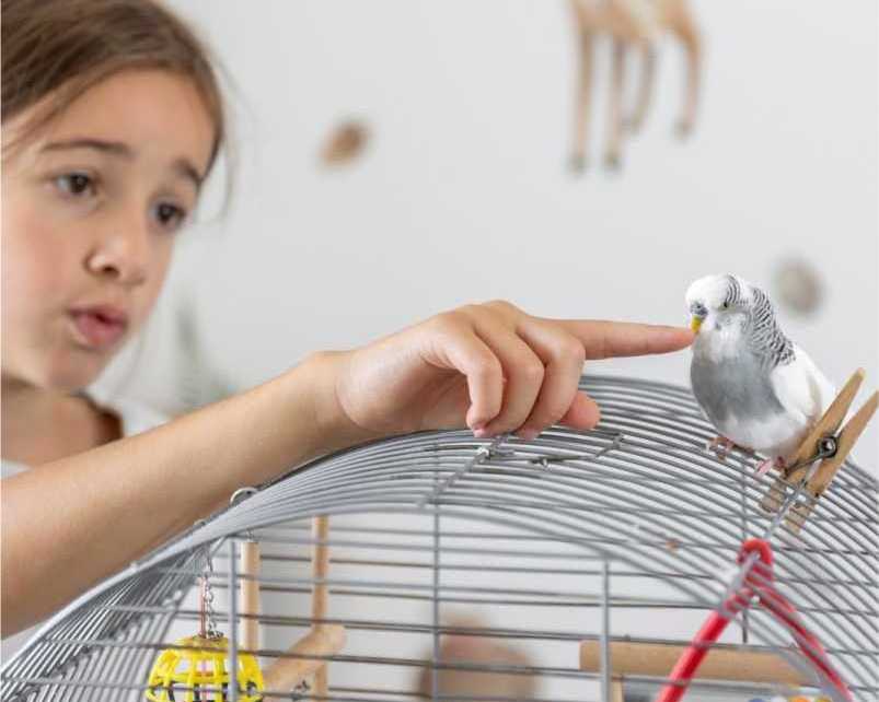 interactive-pet-toys-for-dogs-and-cats-fun-engaging-playtime