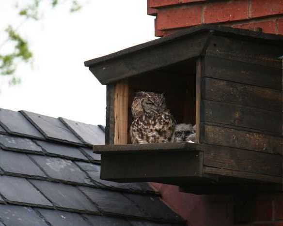 premium-shelter-for-wildlife-conservation-using-barn-owl-bird-box