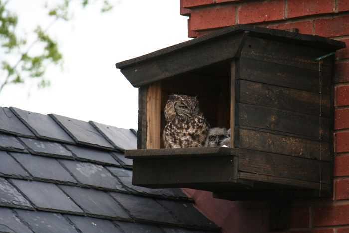premium-shelter-for-wildlife-conservation-using-barn-owl-bird-box-big-0