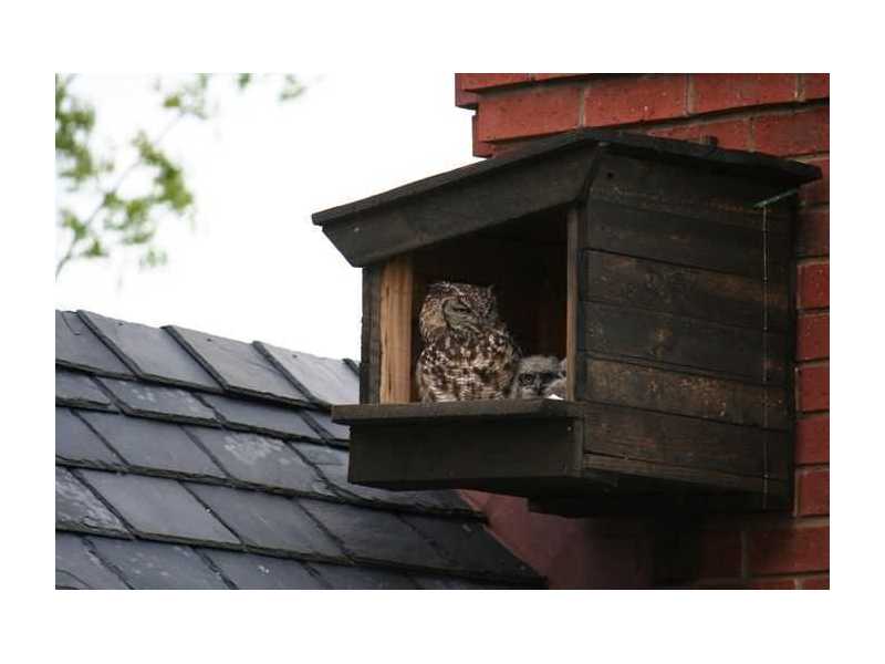 premium-shelter-for-wildlife-conservation-using-barn-owl-bird-box-small-0