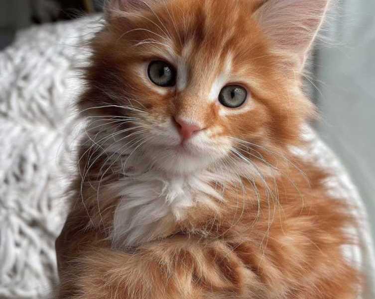 maine-coon-breeders-illinois-find-your-perfect-maine-coon-kitten