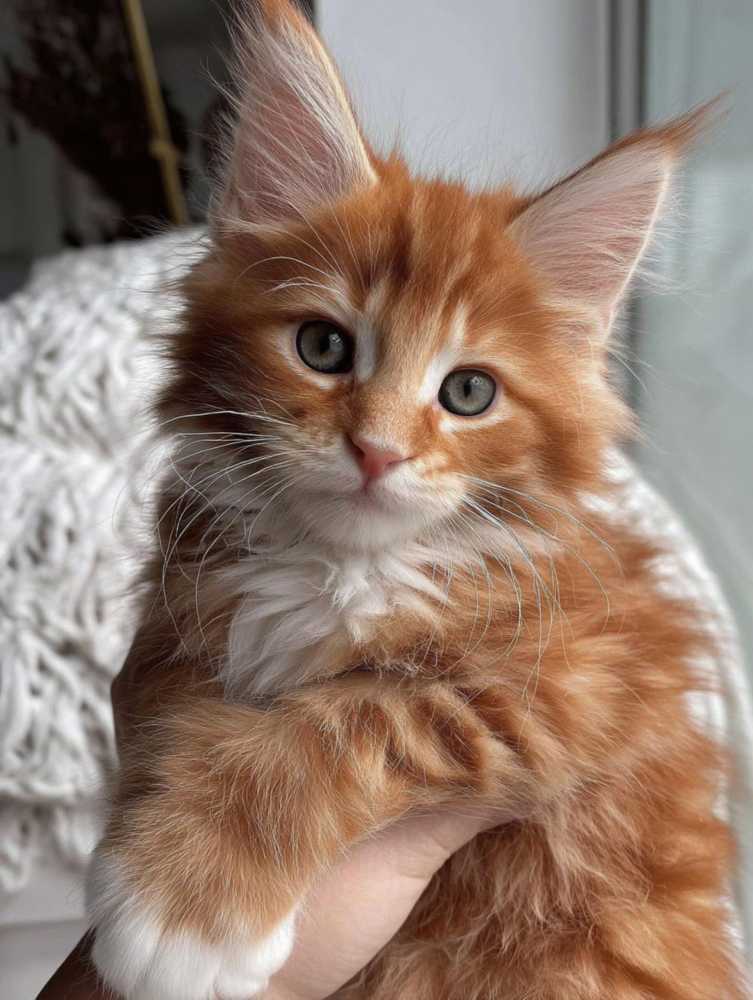 maine-coon-breeders-illinois-find-your-perfect-maine-coon-kitten-big-0