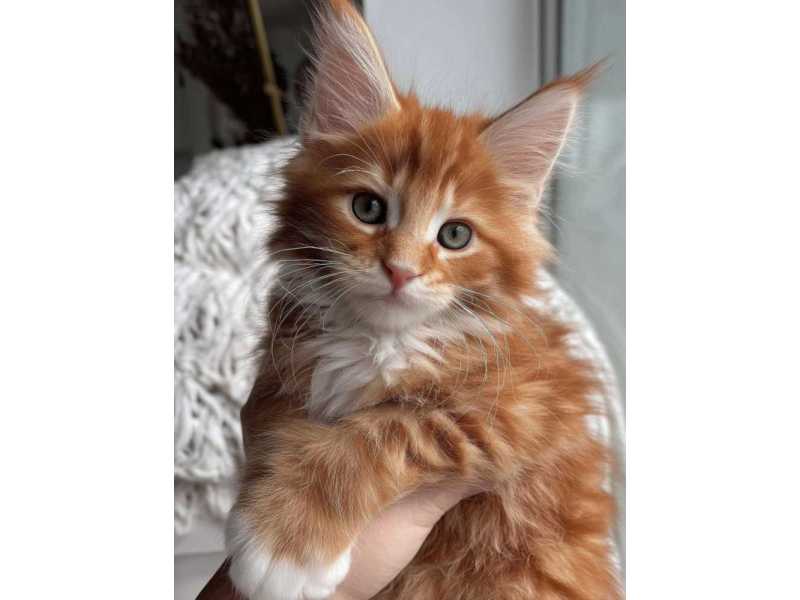 maine-coon-breeders-illinois-find-your-perfect-maine-coon-kitten-small-0