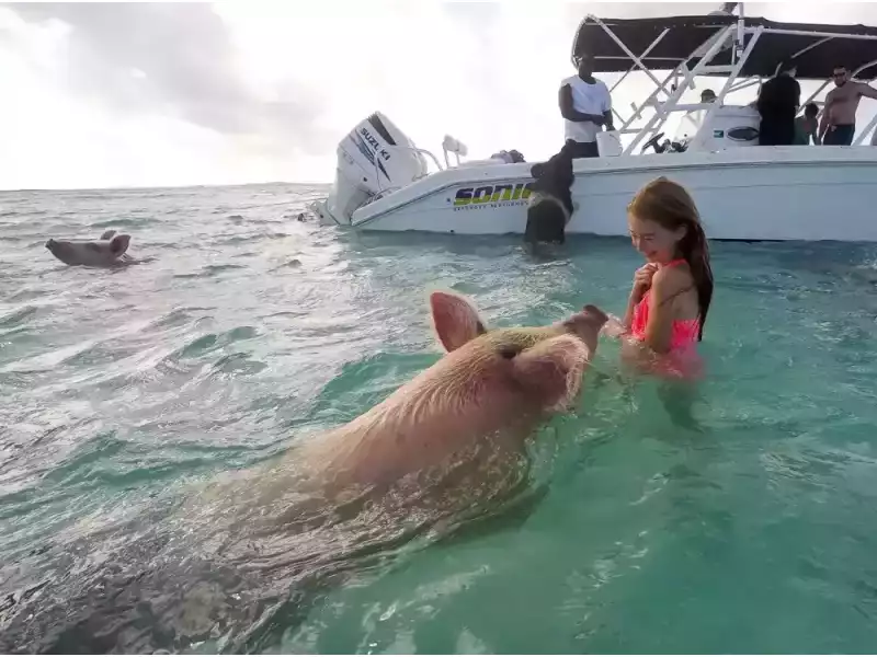 enjoy-coastal-adventures-swimming-pigs-boat-excursion-in-the-bahamas-small-0
