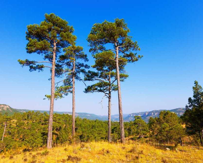 trees-for-sale-wheaton