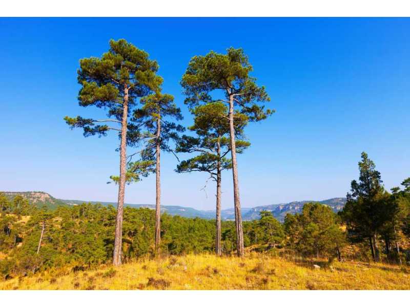 trees-for-sale-wheaton-small-0