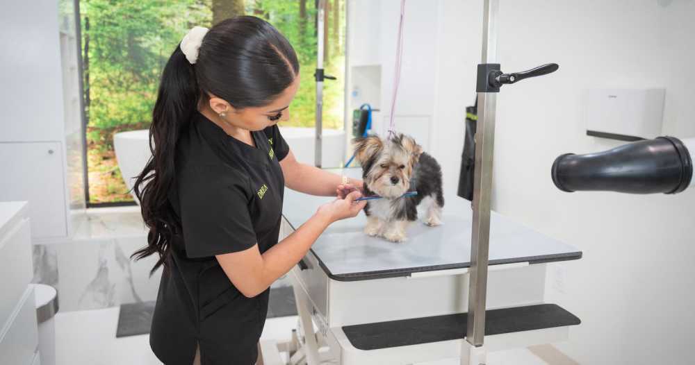 best-cat-grooming-packages-in-usa-professional-feline-grooming-services-big-0