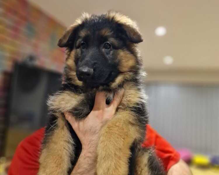 healthy-family-companions-purebred-german-shepherd-puppies-for-sale
