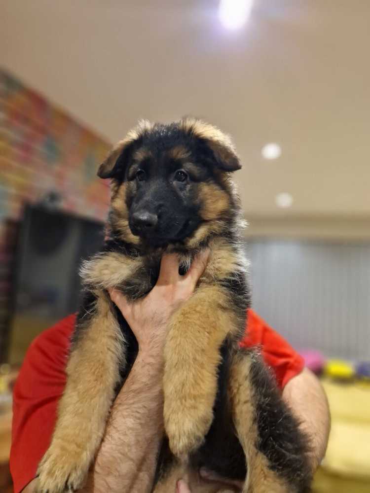 healthy-family-companions-purebred-german-shepherd-puppies-for-sale-big-0