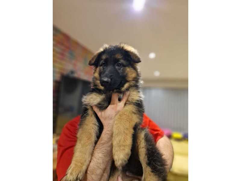 healthy-family-companions-purebred-german-shepherd-puppies-for-sale-small-0