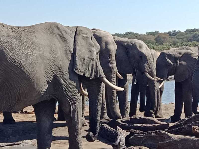 meet-the-pride-founder-expert-team-at-bushbound-africa-safaris-small-1