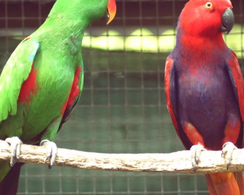 pet-shippers-in-the-usa-safe-travel-by-airborne-animals