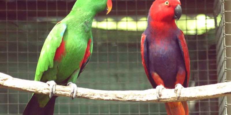 pet-shippers-in-the-usa-safe-travel-by-airborne-animals-big-0