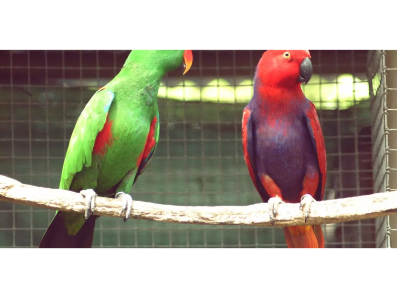 pet-shippers-in-the-usa-safe-travel-by-airborne-animals-small-0